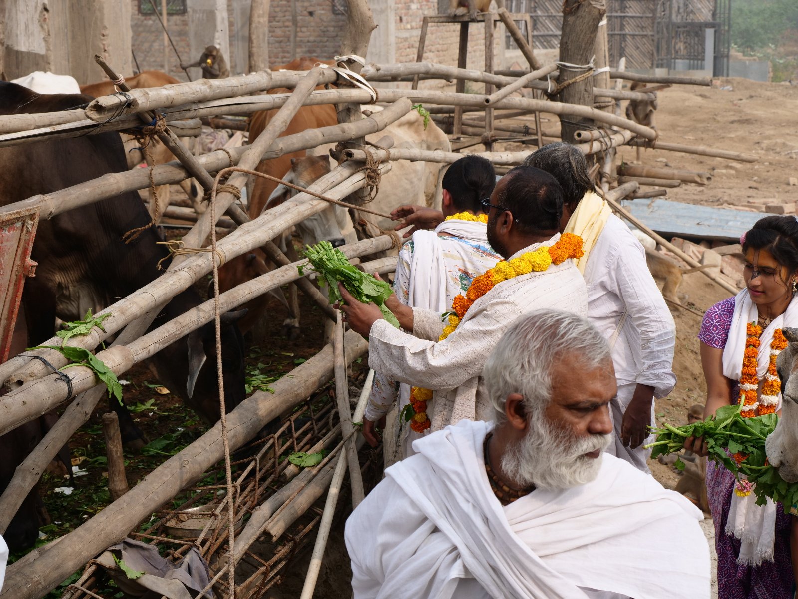  192 Gopashtami Radha kunda Govardhan 19.11.04